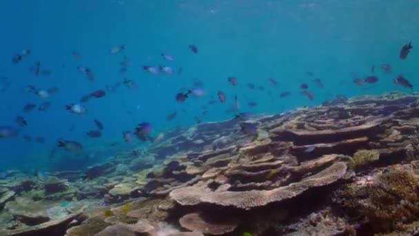 Zdrowa Rafa Koralowa Szkołą Ryb Podwodnych Życie Morskie Wielkiej Rafie — Wideo stockowe