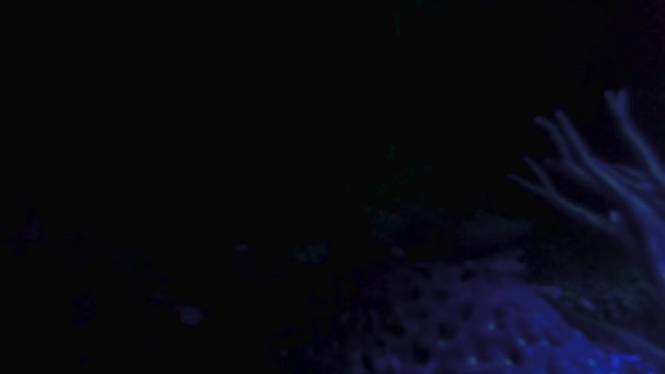 Éjszakai Felvétel Ultraibolya Fény Alatti Tengerfenék Fluoreszkáló Korallzátonnyal Korallzátonyban — Stock videók