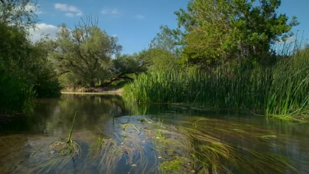 Mouvement Lent Hypolimnas Bolina Grand Ovoïde Ovoïde Commun Papillon Bleu — Video