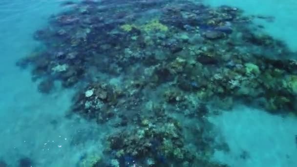 Ύφαλος Καταστράφηκε Από Λεύκανση Κοραλλιών Κλιματική Αλλαγή Οξίνιση Των Ωκεανών — Αρχείο Βίντεο