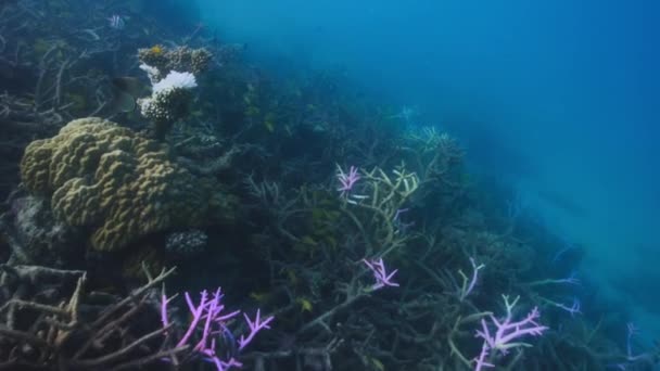 Riffe Durch Korallenbleiche Beschädigt Klimawandel Ozeanversauerung Und Globale Erwärmung Schädigen — Stockvideo