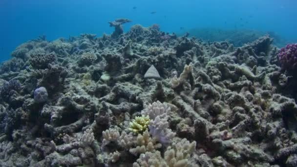 サンゴの白化によって損傷したサンゴ礁 気候変動 海洋酸性化 地球温暖化被害サンゴ礁 グレートバリアリーフ オーストラリア — ストック動画
