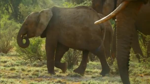 Primer Plano Elefante Joven Africano Jugando Con Familia Kenia África — Vídeos de Stock