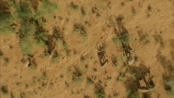 在位于肯尼亚东部非洲河岸的绿地上 空中俯瞰着一群非洲大象 从上至下无人驾驶飞机射击 — 图库视频影像