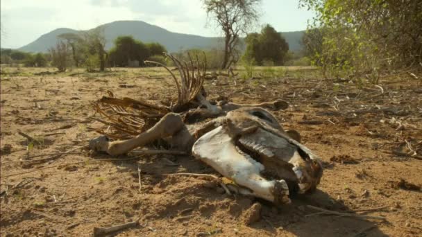 Vue Rapprochée Une Antilope Morte Soif Allongée Sur Sol Boue — Video