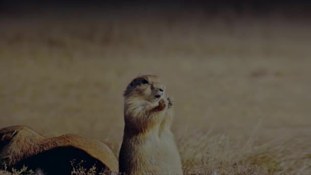Close Black Tailed Prairie Dog Cynomys Ludovicianus Its Natural Habitat — Vídeo de Stock