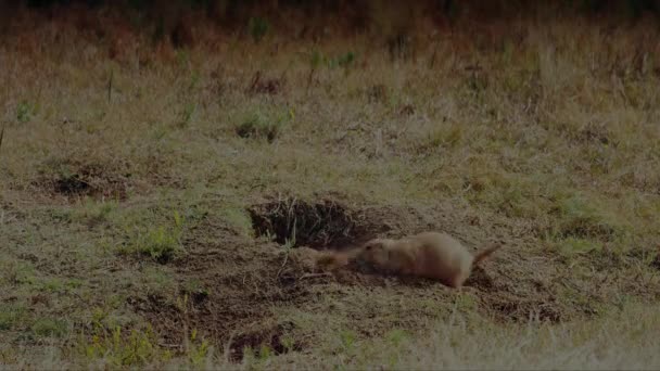 Close Van Prairiehond Cynomys Ludovicianus Zijn Natuurlijke Habitat Wyoming Usa — Stockvideo