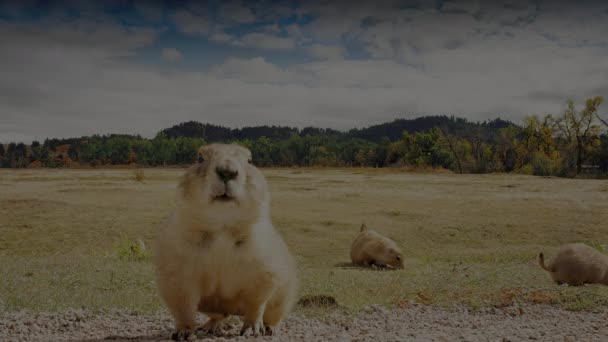 Nahaufnahme Eines Präriehundes Mit Schwarzem Schwanz Cynomys Ludovicianus Seinem Natürlichen — Stockvideo