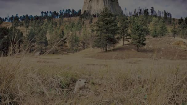 美国怀俄明州天然栖息地的黑尾草原犬 Cynomys Ludovicianus 的近景 Uhd — 图库视频影像