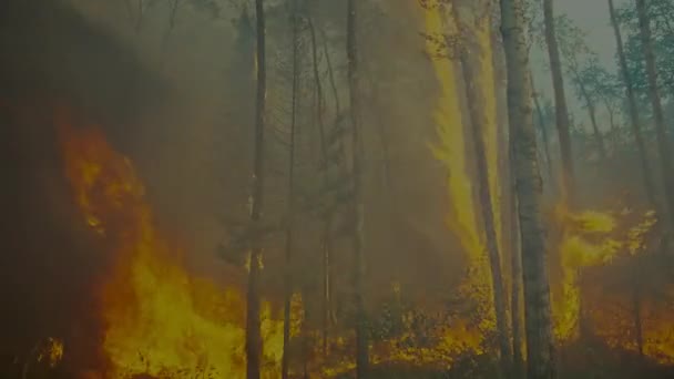 Uitzicht Vuur Bos Verbrande Boom Met Rook Brand Redwood National — Stockvideo