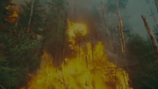 Blick Auf Feuer Wald Esche Und Verbranntem Baum Nach Brand — Stockvideo