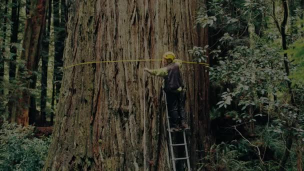 Август 2017 Группа Ученых Гуляет Лесу Измерения Размеров Деревьев Национальном — стоковое видео