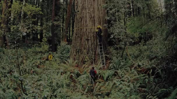 2017 Skupina Vědců Chodí Lesem Měření Velikosti Stromů Redwood National — Stock video