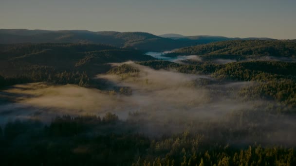 Flygfoto Över Grön Sommarskog Med Många Färska Träd Och Dimma — Stockvideo