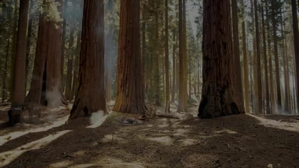 2017 Ağustos Erkekler Yosemite Ulusal Parkı Ndaki Ormanda Kamp Yaparken — Stok video