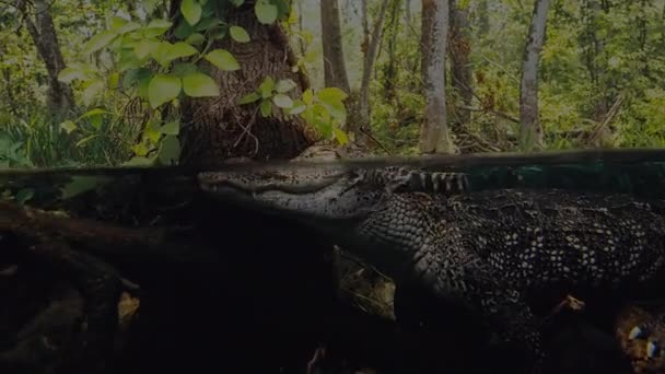 Primer Plano Bebé Cocodrilo Subiendo Cabeza Madre Pantano Parque Nacional — Vídeos de Stock