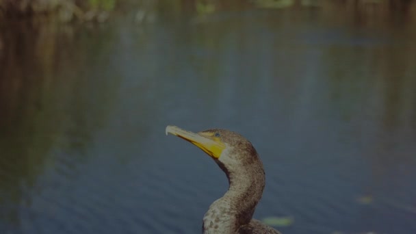 Close Wild Double Crested Cormorant Perched Pond Everglades National Park — Vídeo de Stock