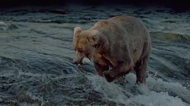 Large Brown Bear Ursus Arctos Hunting Sockeye River Salmon Katmai — Stock Video