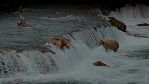 Stor Brunbjörn Ursus Arctos Jakt Sockeye Flodlax Katmai Nationalpark Reserve — Stockvideo