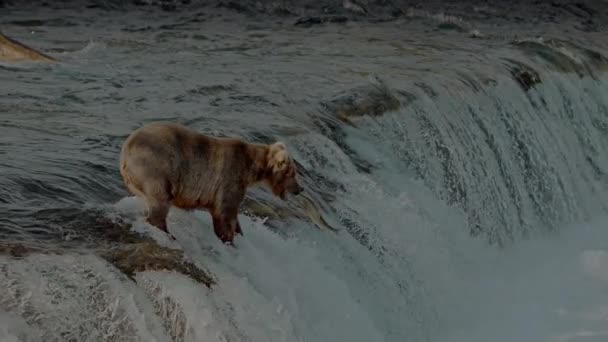 Oso Pardo Grande Ursus Arctos Cazando Salmón Del Río Sockeye — Vídeo de stock