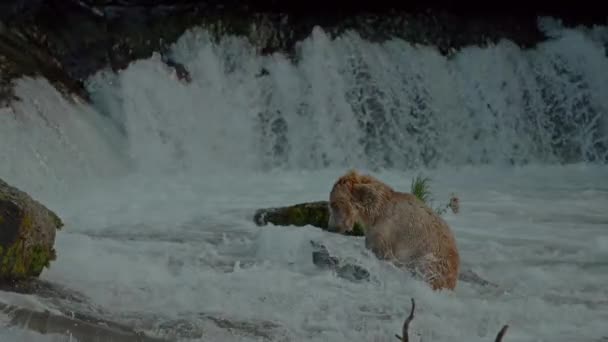 Μεγάλη Καφέ Αρκούδα Ursus Arctos Κυνήγι Για Sockeye Σολομό Ποταμού — Αρχείο Βίντεο