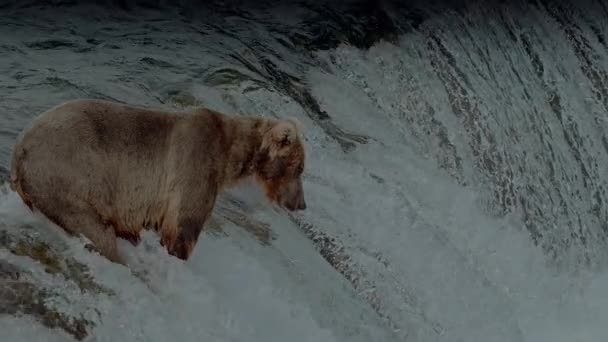 Duży Niedźwiedź Brunatny Ursus Arctos Polowanie Łososia Rzecznego Sockeye Katmai — Wideo stockowe