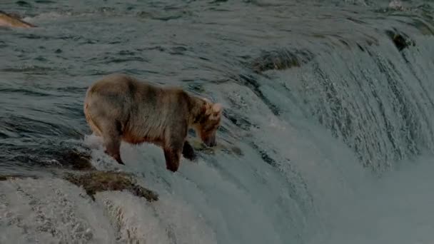 Grande Urso Pardo Ursus Arctos Caça Salmão Rio Sockeye Parque — Vídeo de Stock