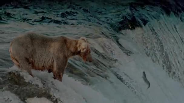 大棕熊 Ursus Arctos 狩猎Sockeye河鲑鱼Katmai国家公园 美国阿拉斯加州南部保护区 Uhd — 图库视频影像