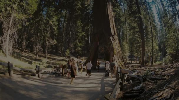 Август 2017 Туристы Фотографируются Большим Деревом Национальном Парке Редвуд Калифорния — стоковое видео