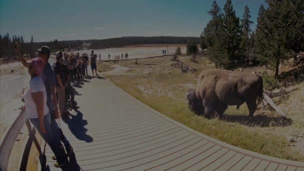August 2017 Turisták Sétányon Nézni Mint Old Hűséges Geyser Yellowstone — Stock videók