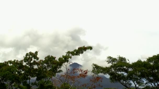 Blick Auf Grüne Tropische Wälder Mit Palmen Gegenlicht Örtlicher Tourismus — Stockvideo