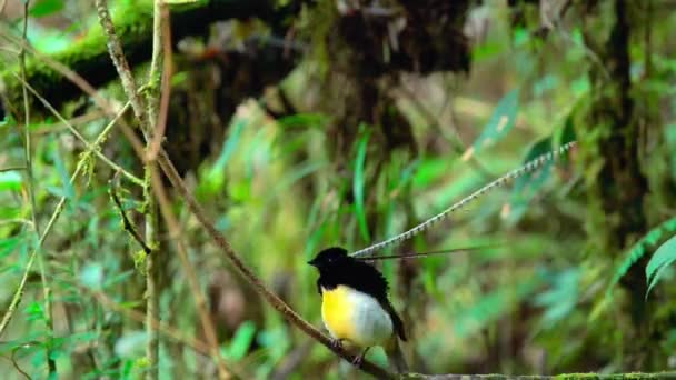 Король Саксонії Птах Раю Pteridophora Alberti Самець Довгими Пір Їнами — стокове відео