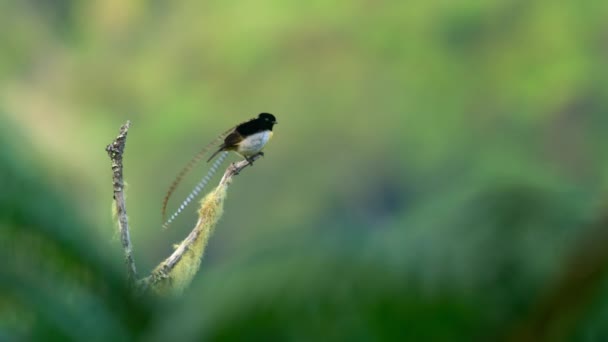 ザクセンの王 楽園の鳥 Pteridophora Alberti の近くの熱帯雨林の長い頭の羽を持つ男性 パプアニューギニア — ストック動画