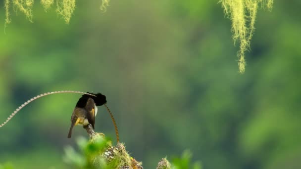 Saksonya Kralı Cennet Kuşu Pteridophora Alberti Erkek Tropikal Ormanda Uzun — Stok video