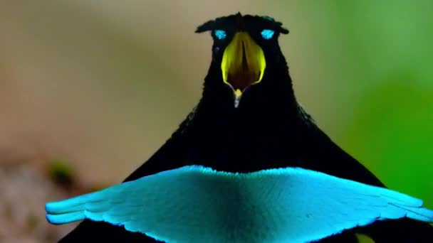 Hombre Gran Lophorina Magnífico Pájaro Del Paraíso Pide Compañero Bosque — Vídeos de Stock