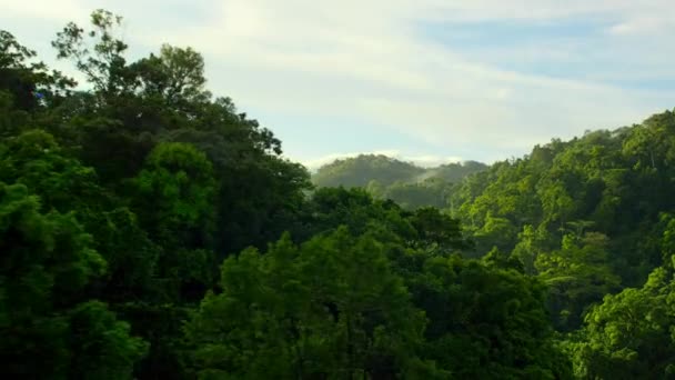 Tekintse Meg Zöld Trópusi Erdő Tenyérrel Lombkorona Háttérvilágítással Helyi Turizmus — Stock videók