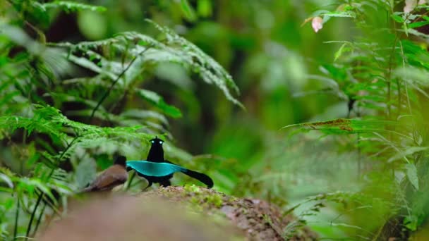 Masculino Greater Lophorina Superb Bird Paradise Dançando Exibição Namoro Floresta — Vídeo de Stock