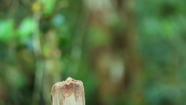 Close Van Zwarte Sikkelsnavel Epimachus Meyeri Paradijsvogel Met Schouderpluimen Glanzende — Stockvideo