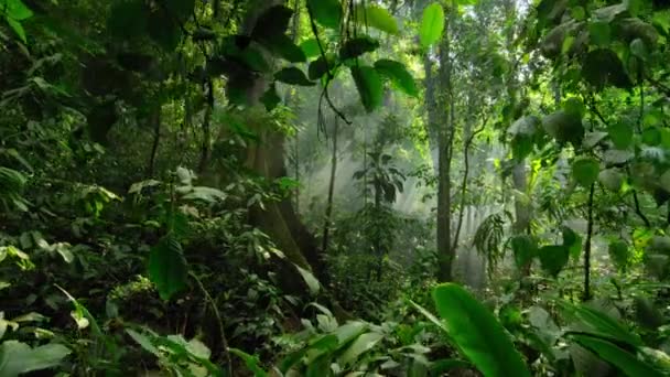 ヤシやキャノピーをバックライトで緑の熱帯林を表示します 地元の観光 パプアニューギニアの野生動物ツアー — ストック動画