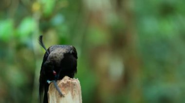Kara orak gagalı (Epimachus meyeri), ormanın tüylü ve parlak tüylü erkek kuşu Papua Yeni Gine 'ye yakın dur..