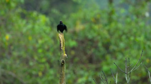 Großaufnahme Eines Metallischen Starlings Aplonis Metallica Auf Einem Baum Papua — Stockvideo