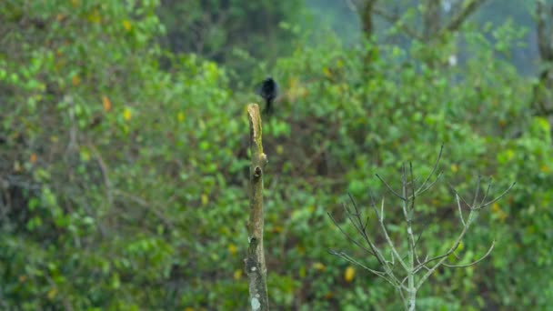 Detailní Záběr Kovového Starlingova Ptáka Aplonis Metallica Usazeného Stromě Papua — Stock video