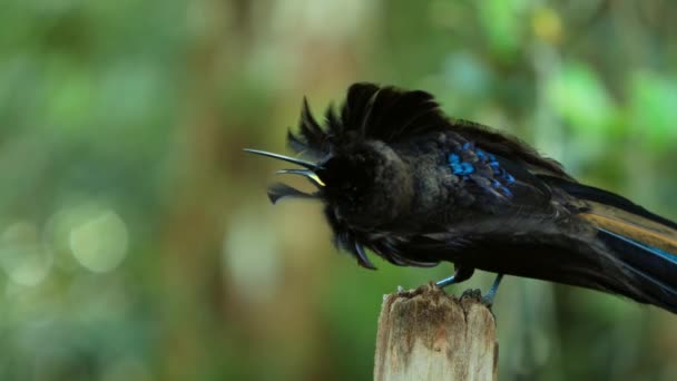 Zwarte Snavel Epimachus Meyeri Paradijsvogel Met Schouderpluimen Glimmende Penning Van — Stockvideo