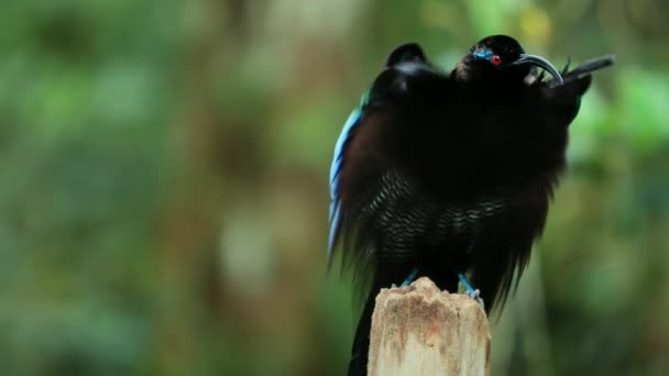 黒い鎌状赤血球 Eimpachus Meyeri 肩の梅と森の羽の光沢のあるバッジを持つ楽園のオスの鳥 パプアニューギニアの終わり — ストック動画