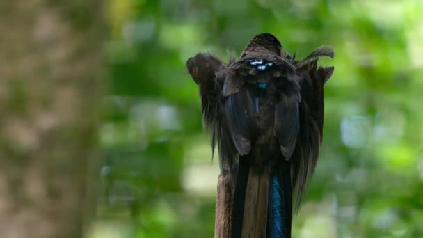 Close Black Sicklebill Epimachus Meyeri Pássaro Paraíso Masculino Com Plumas — Vídeo de Stock