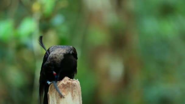 Close Black Sicklebill Epimachus Meyeri Male Bird Paradise Shoulder Plumes — Stock Video