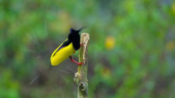 Großaufnahme Eines Zwölf Verdrahteten Seleucidis Melanoleucus Paradiesvogel Männchens Auf Seiner — Stockvideo