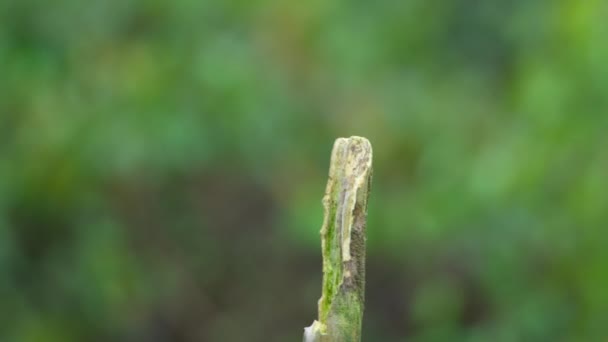 Close Van Een Twaalfkoppige Seleucidis Melanoleucus Paradijsvogel Mannetje Zijn Tentoonstellingspaal — Stockvideo