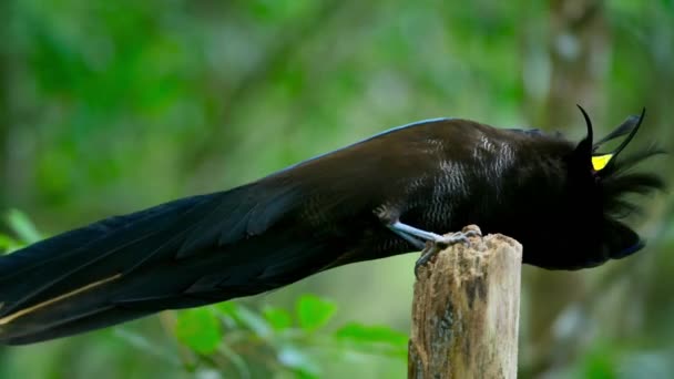 Schwarzer Sichelhut Epimachus Meyeri Männlicher Paradiesvogel Mit Schulterfedern Und Glänzendem — Stockvideo