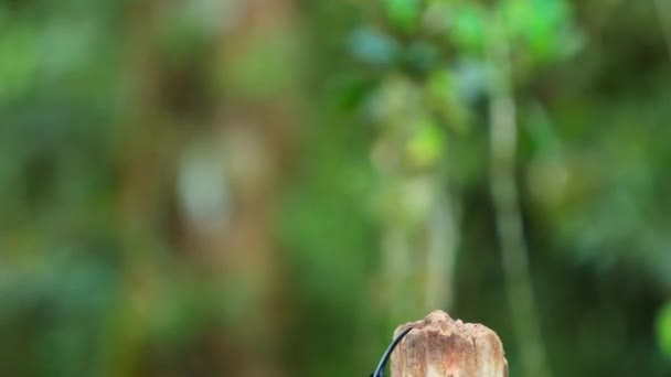 巴布亚新几内亚 一只雄性天堂鸟 身披肩毛 头戴闪亮的羽毛徽章 与黑色镰刀鸟 Epimachus Meyeri 关系密切 — 图库视频影像